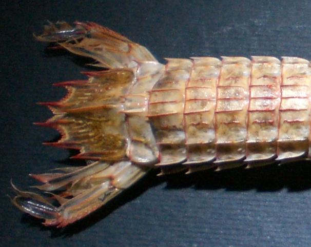 Visaya lira T.F.C.  AS1-6 and telson.jpg